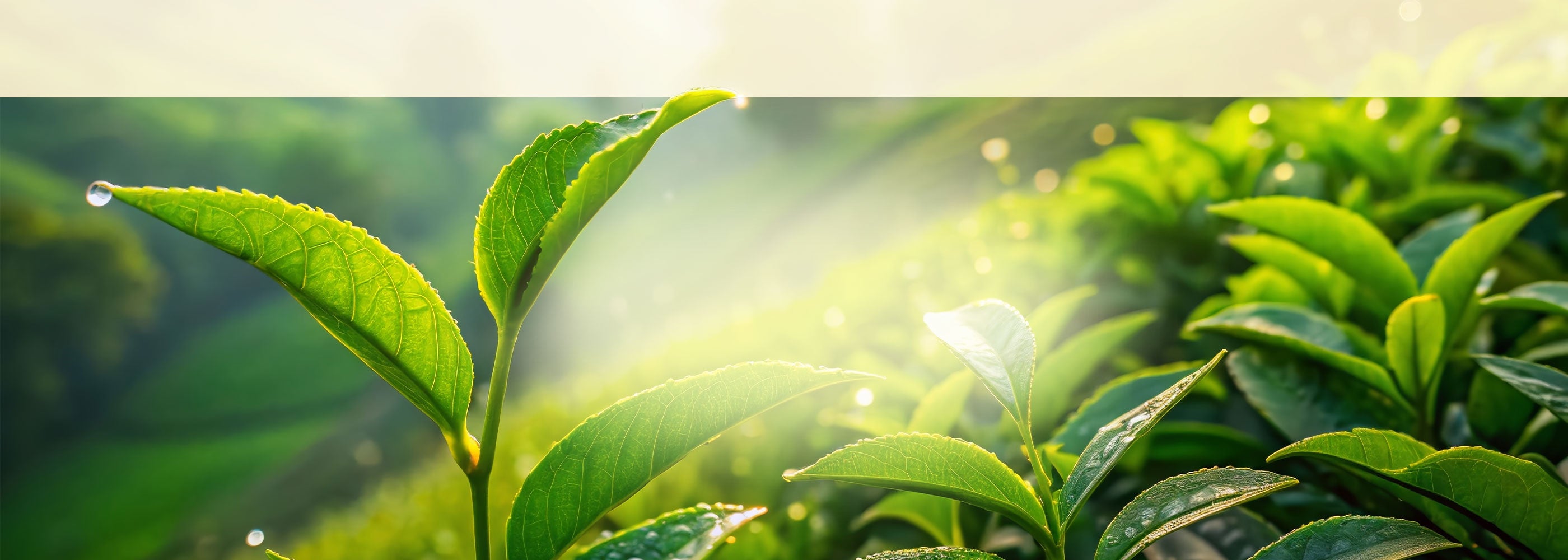 Strahlendgrüne Teepflanzen im Morgentau im aufgehenden Sonnenlicht.
