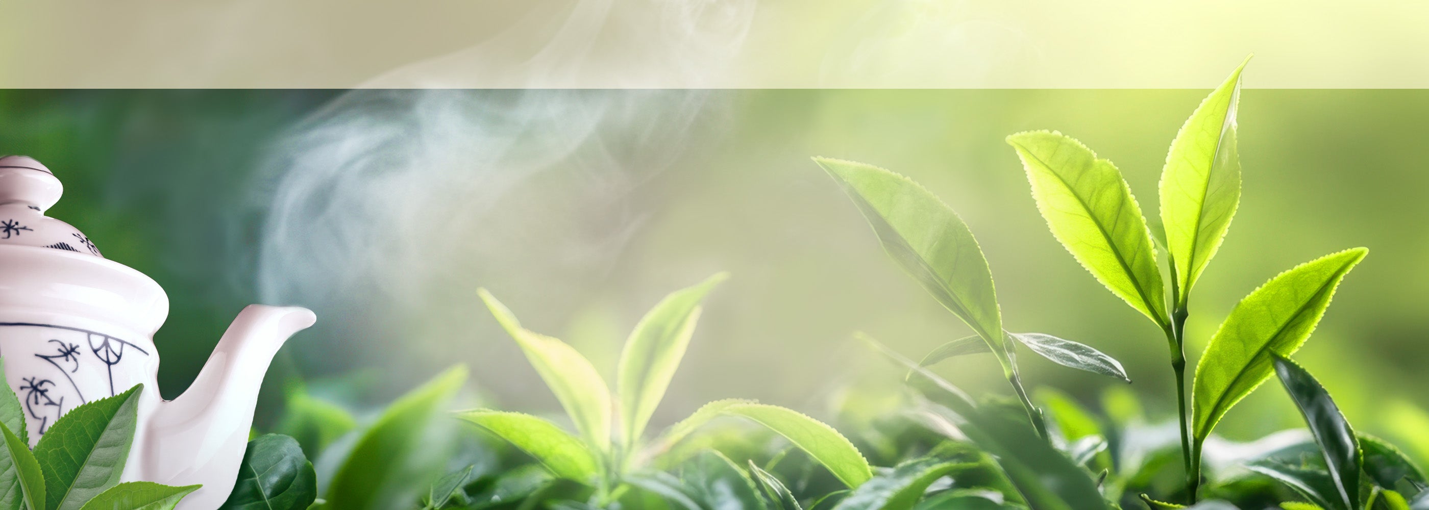 Frische grüne Triebe und Blätter eine Teepflanze und eine dampfende Teekanne